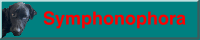 Symphonophora